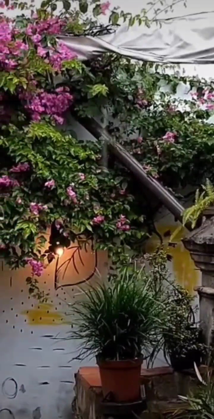 Flowering plants and greenery in Coyametla’s outdoor courtyard.